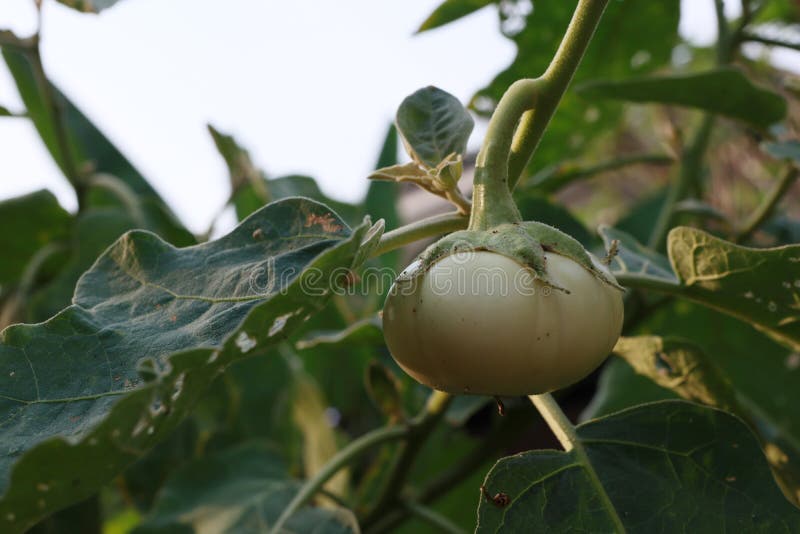 White Eggplant on Organic Vegetable Planting, Healthy Vegetable Concept