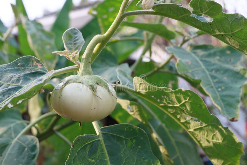 White Eggplant on Organic Vegetable Planting, Healthy Vegetable Concept