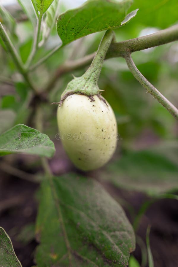 White Eggplant on a Plant in the Garden Stock Image Image of