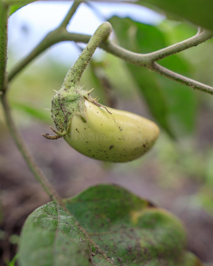 White Eggplant on a Plant in the Garden Stock Image Image of