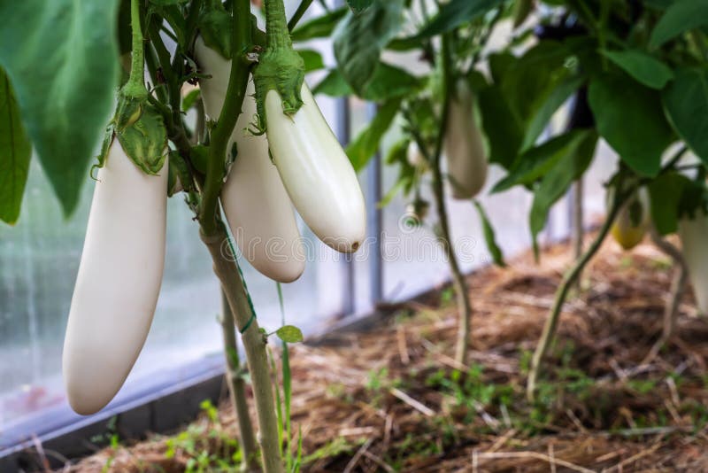 White Eggplants in the Greenhouse. Natural Fresh White Eggplant Oval