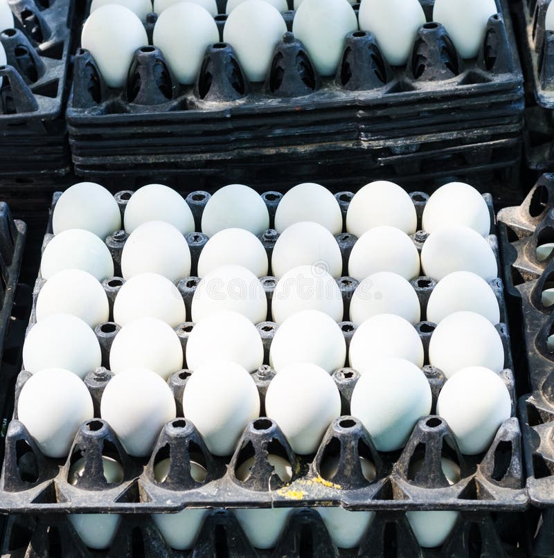 White eggs in egg tray stock image. Image of tray, carton 50137623