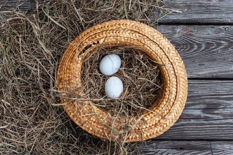White eggs lays in the yellow straw hat as a nest with dry hay inside on the wooden aged board stock photos White eggs lays in the yellow straw hat as a nest with dry hay inside on the wooden aged board stock photos