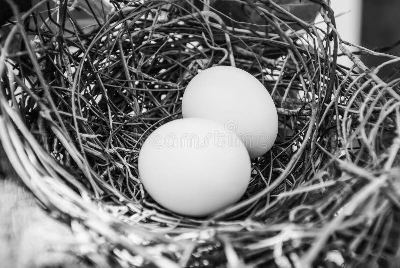 White Eggs Lying in a Bird`s Nest Stock Photo Image of nest, eggs