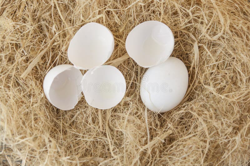 White Eggs Put on a Pile of Straw Eggs Contain Vitamins, Phosphorus