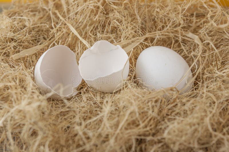 White Eggs Put on a Pile of Straw Eggs Contain Vitamins, Phosphorus