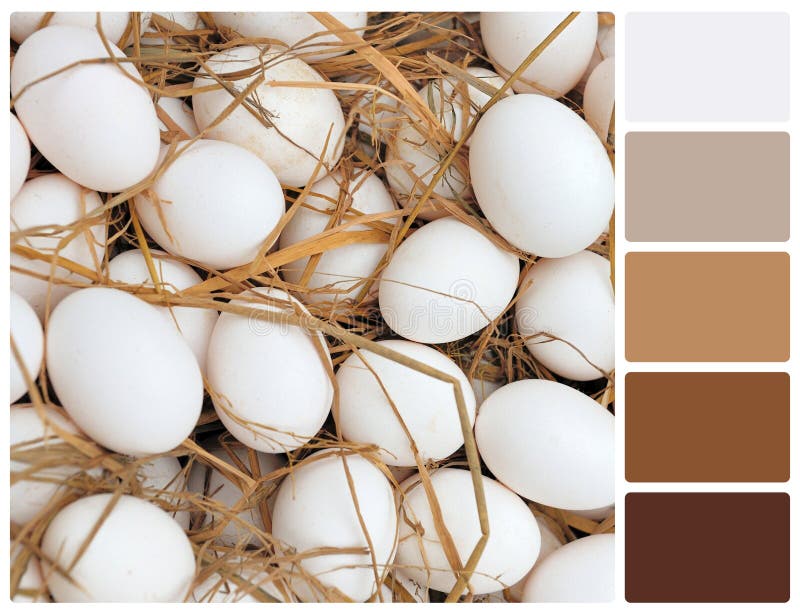 White eggs texture with palette color swatches