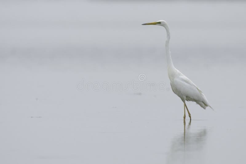 White egret