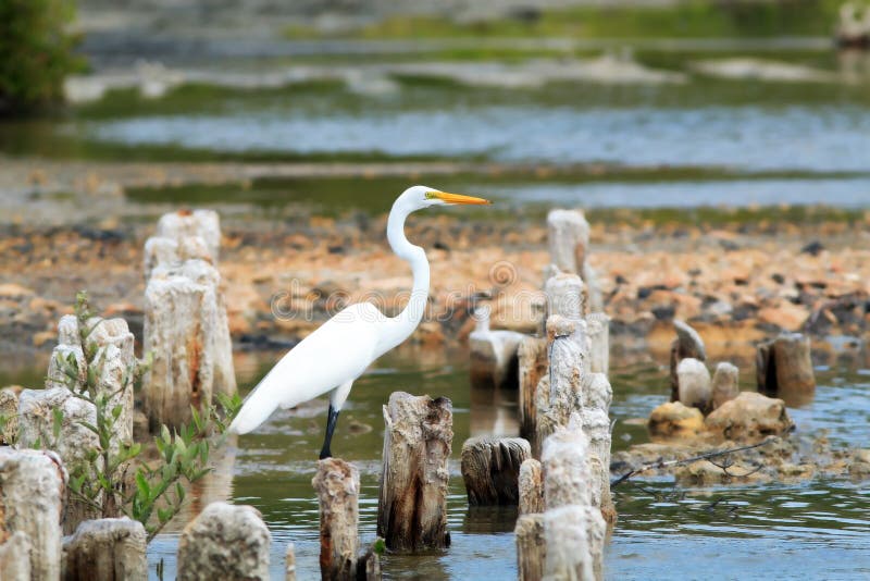 White Egret