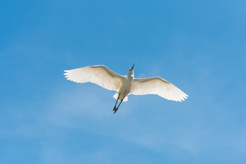 White Egret flying against blue sky
