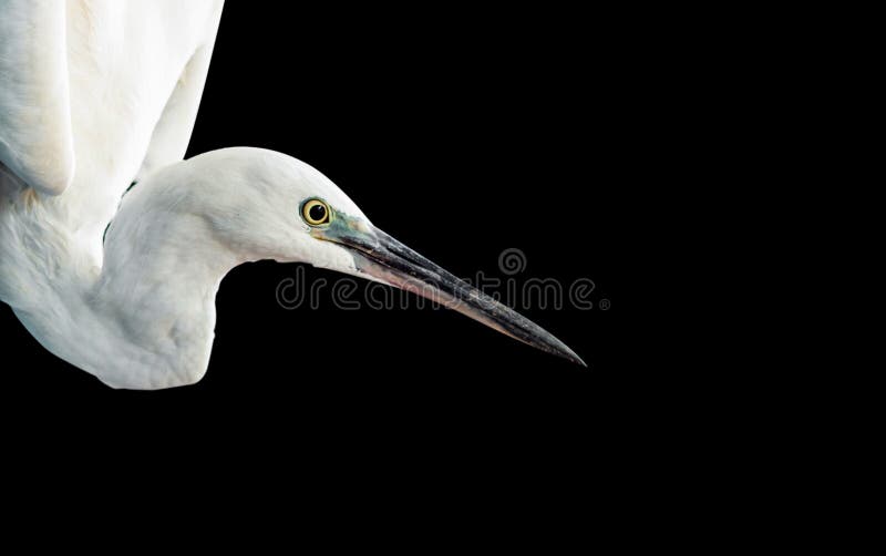 White egret portrait