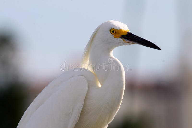 White egret, white heron