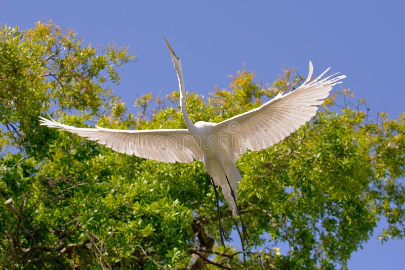 White Egret Wingspan stock image. Image of waterbird 48536263