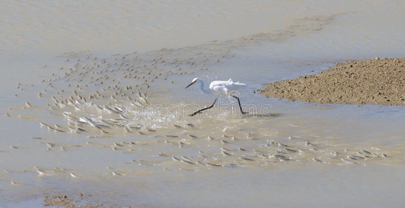 White egrets chasing fish. royalty free stock photo