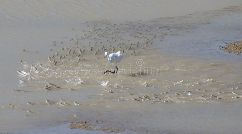 White egrets chasing fish. royalty free stock photography
