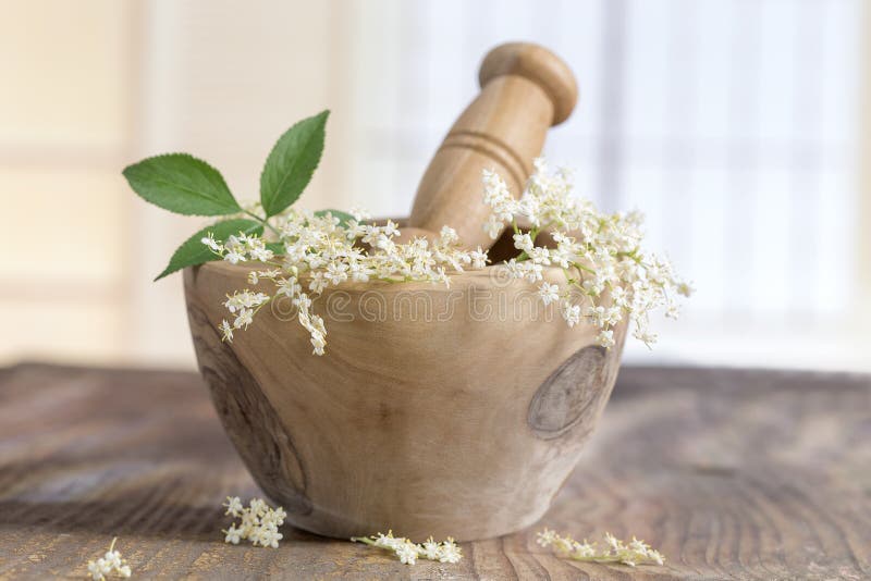 White elder flowers on a wooden mortar for herbal medicine