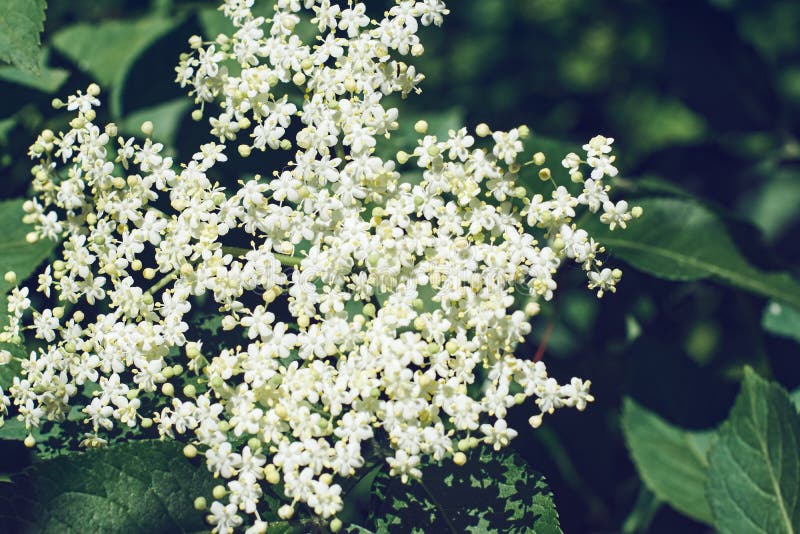 White elderberry flowers stock image. Image of green 170823845