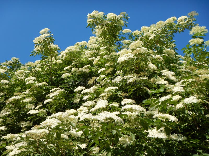 White Elderberry Tree in Blossom Stock Image Image of blooming