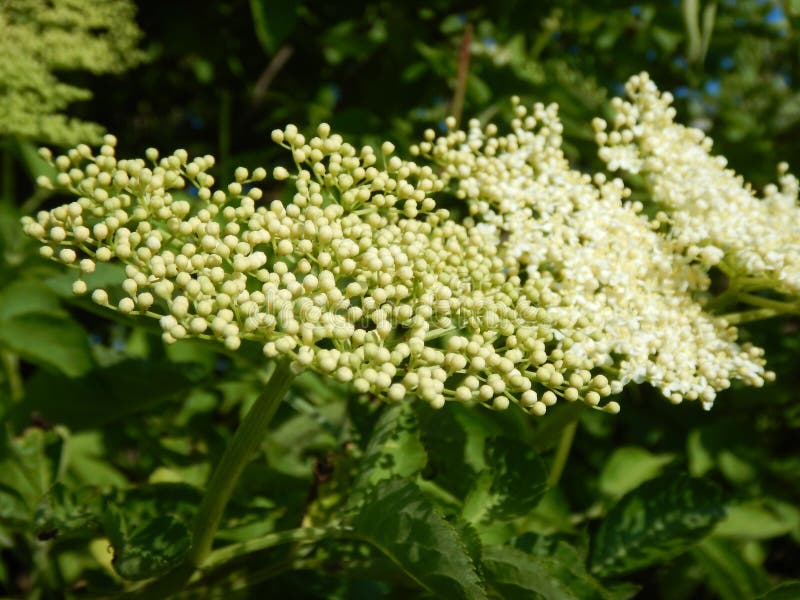 White Elderberry Tree in Blossom Stock Image Image of blooming