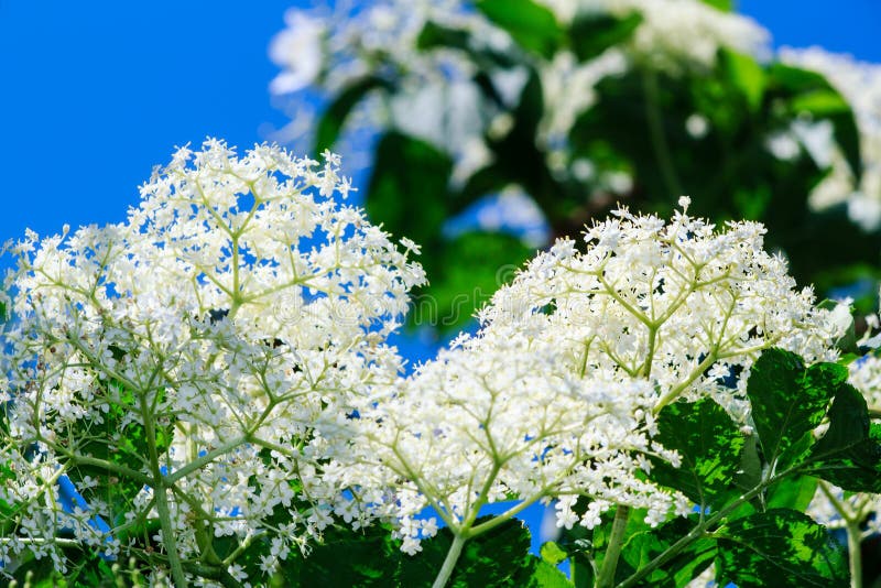White elderflowers on tree stock image. Image of elderflower 62429683