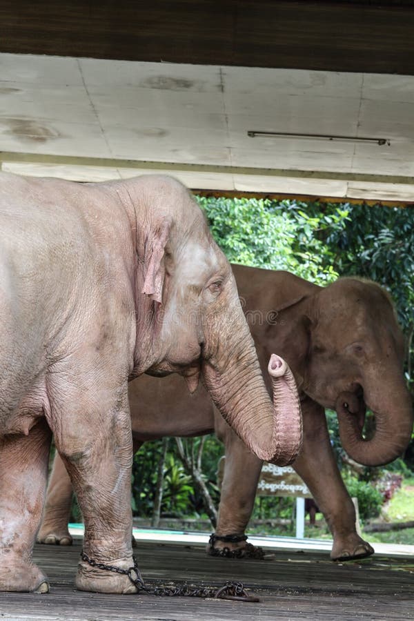 White elephant stock image. Image of pukeko, male, large 54444987