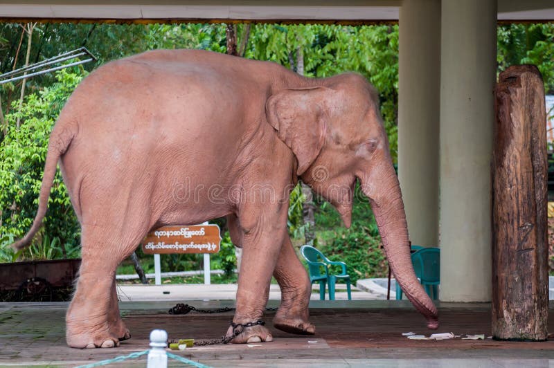 Asian White Elephant In Myanmar Stock Image Image of peaceful, animal