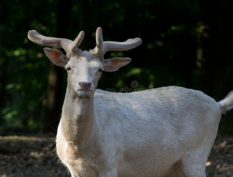 White elk royalty free stock photography White elk royalty free stock photography