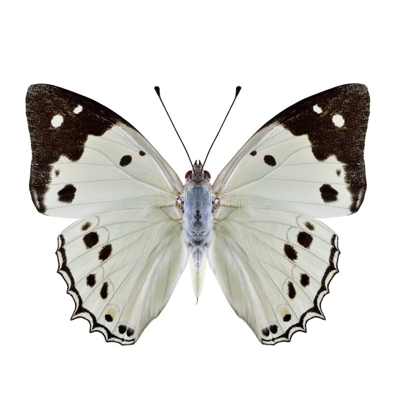 White Emperor Helcyra hemina Beautiful pale bright butterfly with black stripe on wing tip isolated over white background, fascinated nature collection. White Emperor Helcyra hemina Beautiful pale bright butterfly with black stripe on wing tip isolated over white background, fascinated nature collection