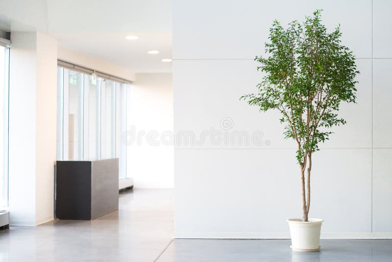 White empty office room with green plant royalty free stock image White empty office room with green plant royalty free stock image