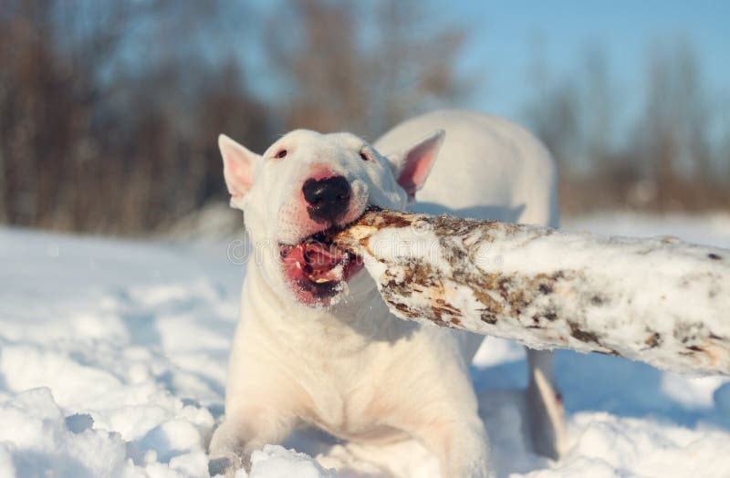 White English Bull Terrier Play With A Stick Stock Photo
