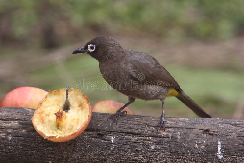 White Eye Bird stock photo. Image of animal, apple, beautiful 11143422