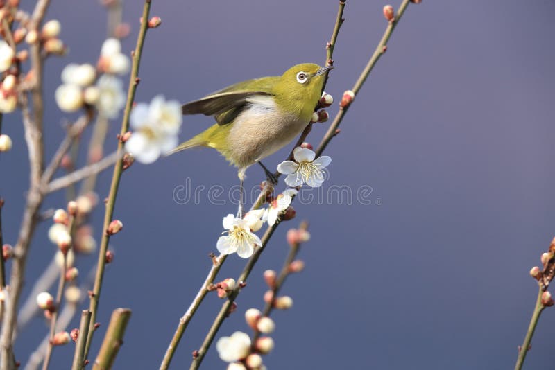 Whiteeye Bird on Branch of Japanese Apricot Tree Stock Image Image