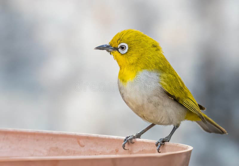 white-eye-oriental-bird-drinking-water-stock-image-image-of-beauty