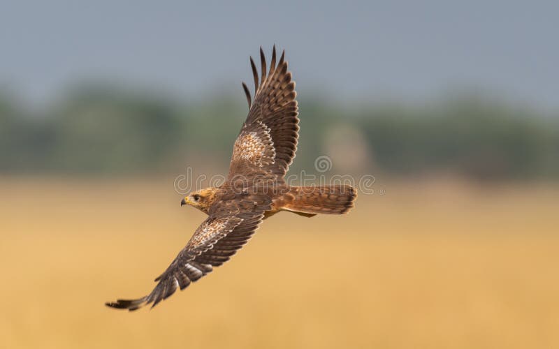 White eyed buzzard in flight