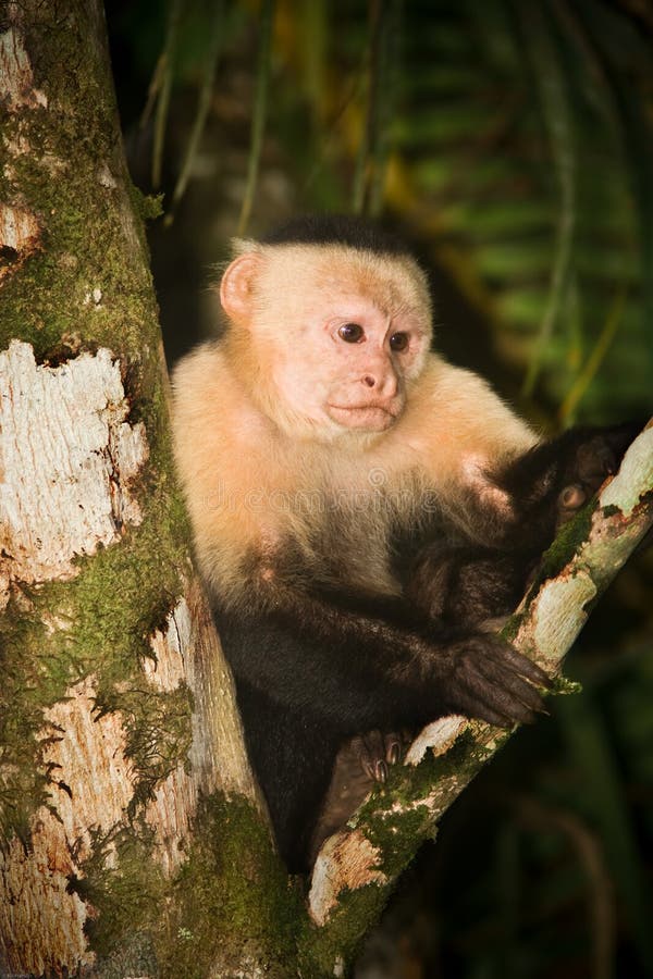 White face Capuchin Monkey.