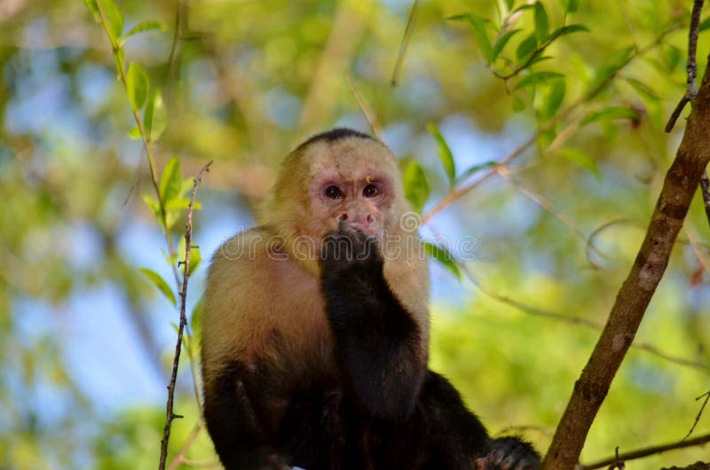 White face monkey