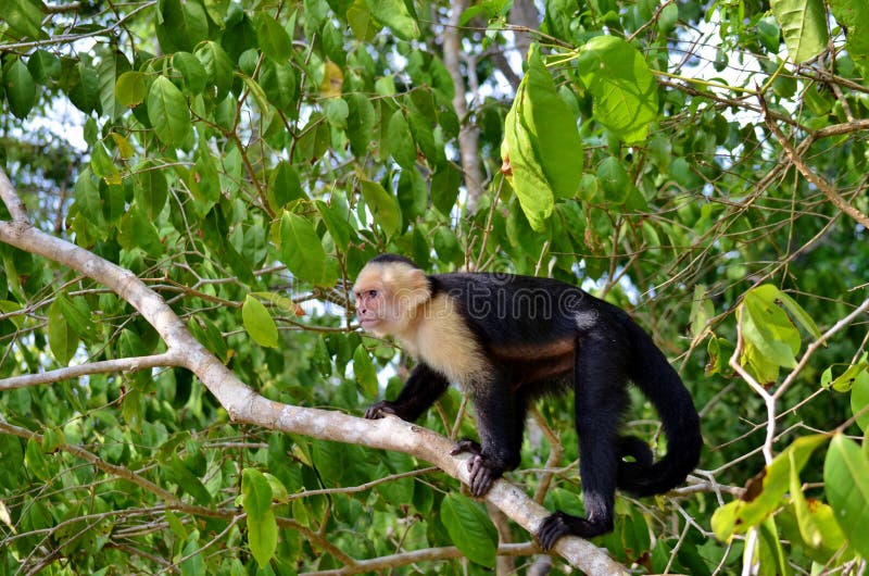 White face monkey