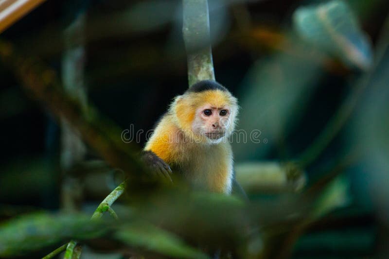 White-faced Capuchin (Cebus capucinus) Spotted Outdoors in Central and South America