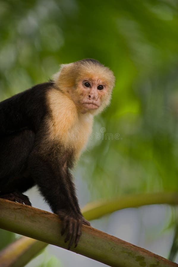 White faced Capuchin Monkey royalty free stock photo