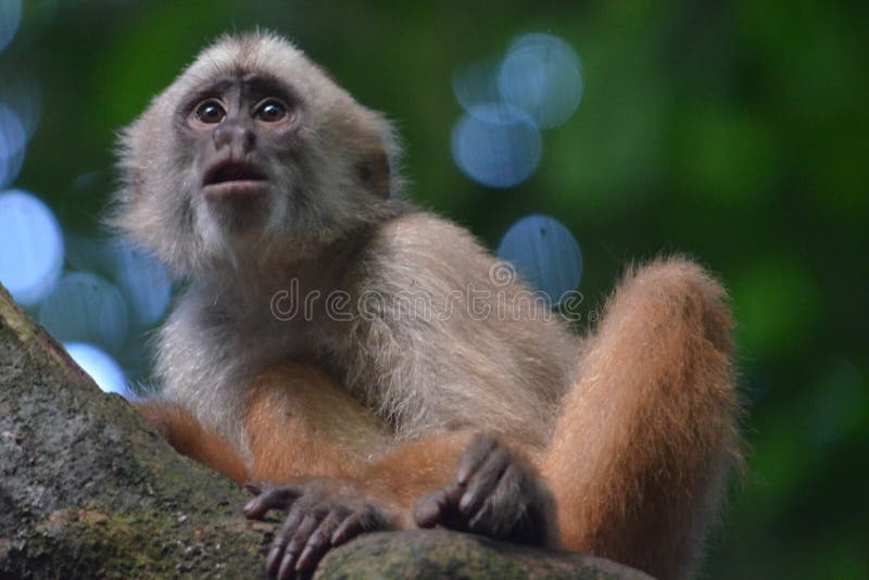 Blanco rostro mono sudamericano monos posando en un árbol.