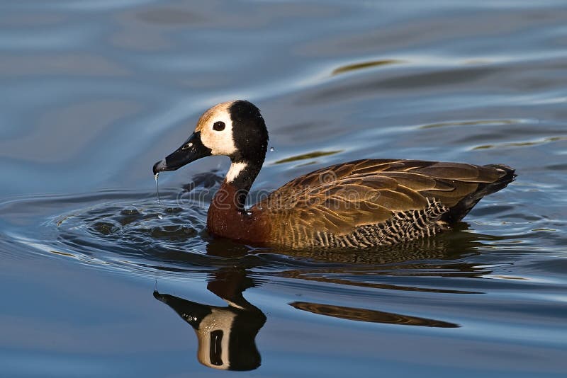 White faced Duck royalty free stock photography