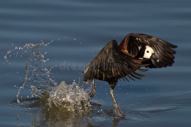 White faced Duck