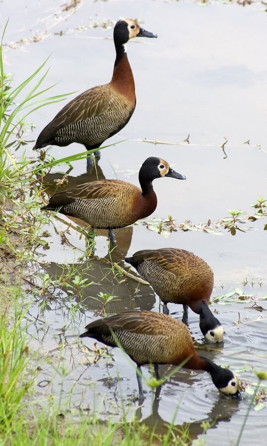 White Faced Ducks