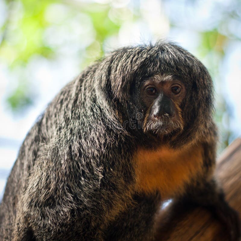 White-faced/Guianan saki monkeys royalty free stock photography White-faced/Guianan saki monkeys royalty free stock photography