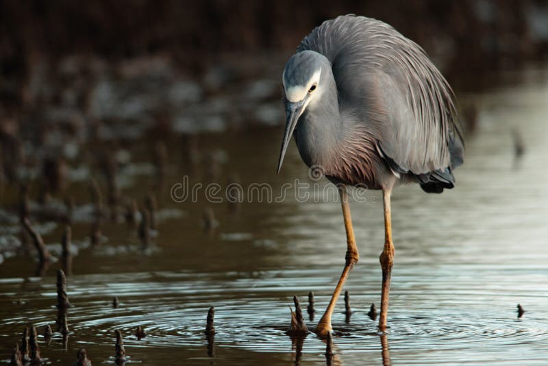 White faced heron stock photos
