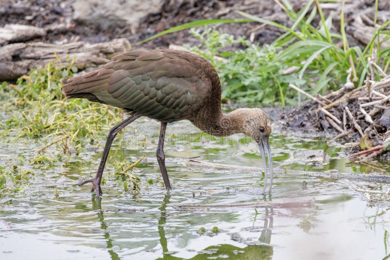 White-faced ibis stock photography