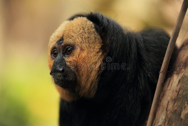 White-faced saki stock image