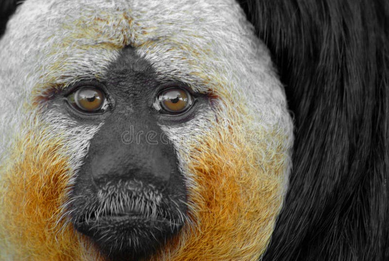 White faced saki royalty free stock images