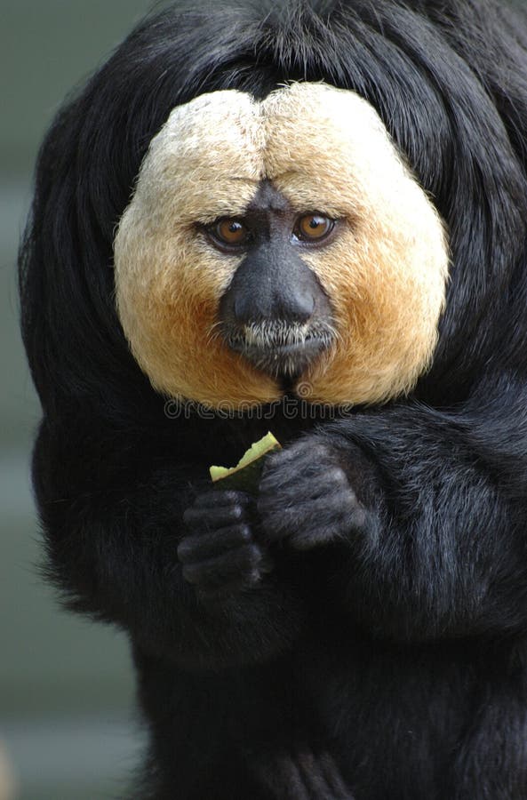 White faced saki stock photography