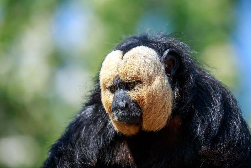 The White-faced Saki Male Monkey Stock Photo - Image of rainforest ...